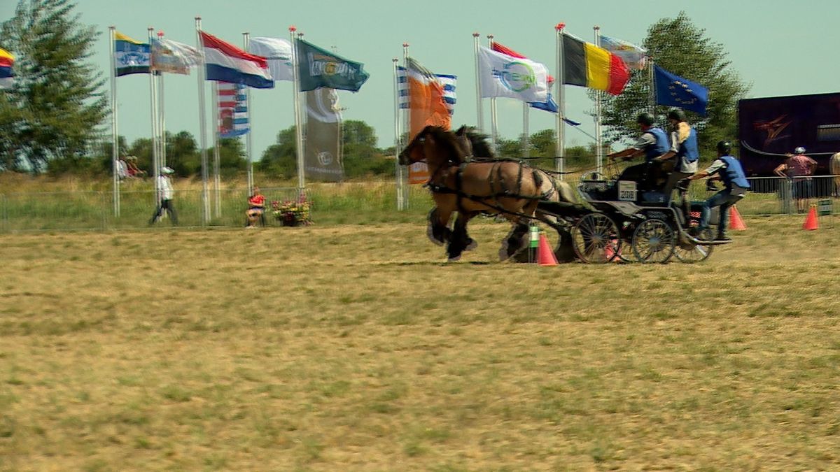 Trekpaarden zetten hun beste beentje voor tijdens de Power Horse Competition