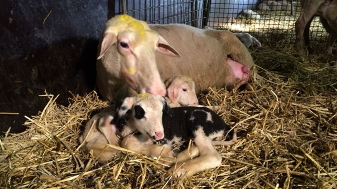 Bont lammetje geboren op moederdag