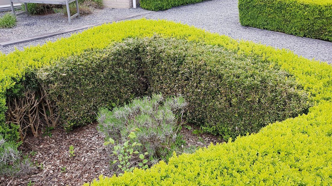 Aangetaste buxus in Terneuzen