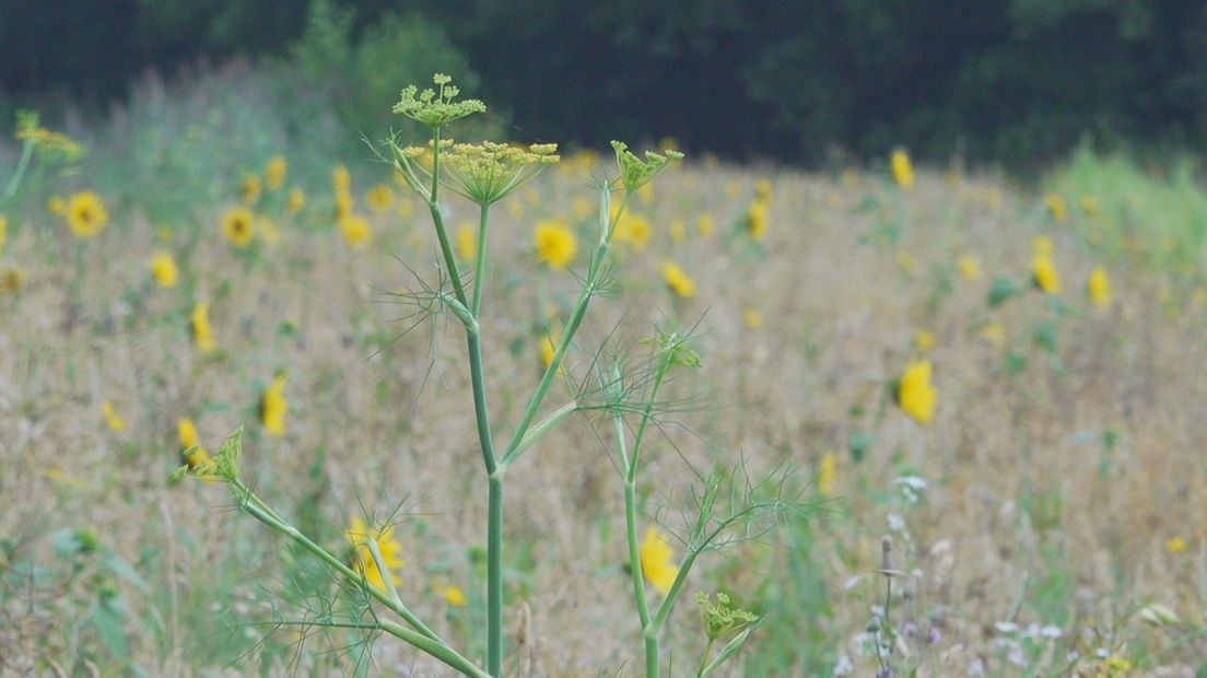 Een boer kan kiezen uit diverse bloemen en kruiden voor in de strook