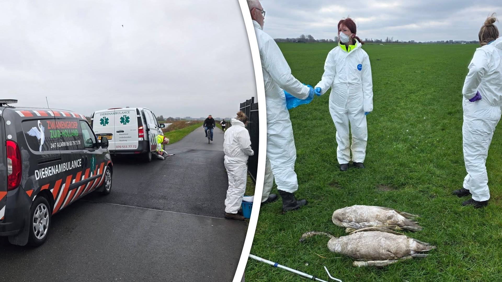De Zwanengroep Zuid-Holland haalt regelmatig dode en zieke zwanen op in onze regio