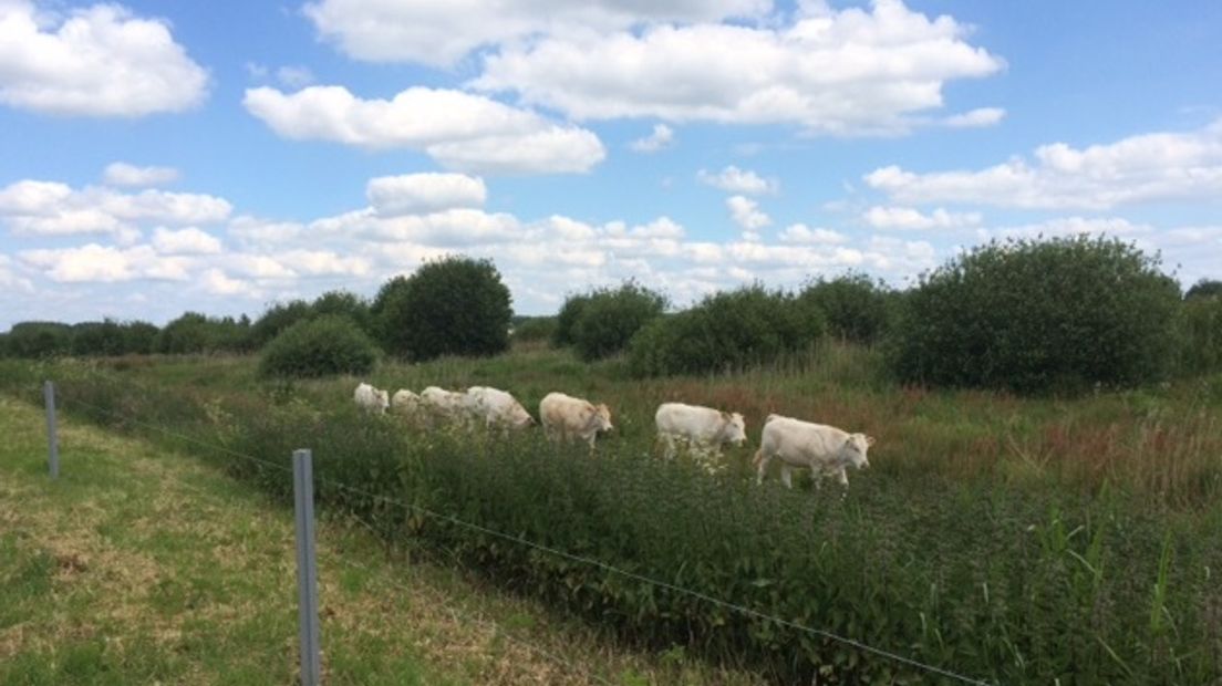 Koeien grazen op leegstaand bedrijventerrein bij Klazienaveen (Rechten: archief RTV Drenthe)