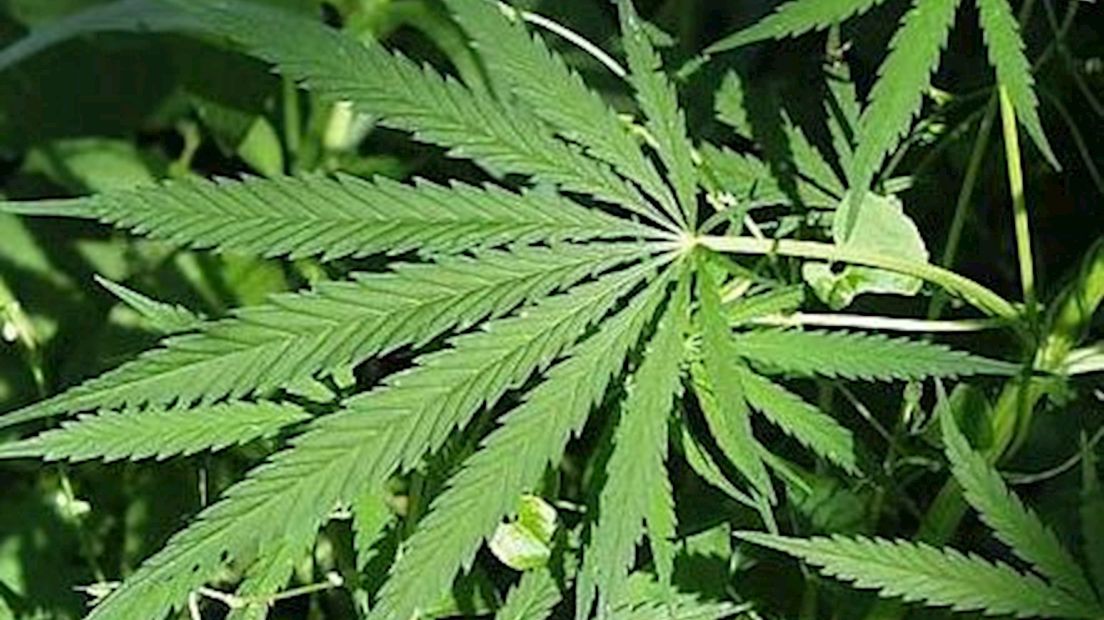 Twee wietplantages ontruimd