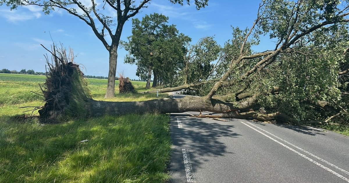 Flinke stormschade in onze regio: honderden bomen beschadigd