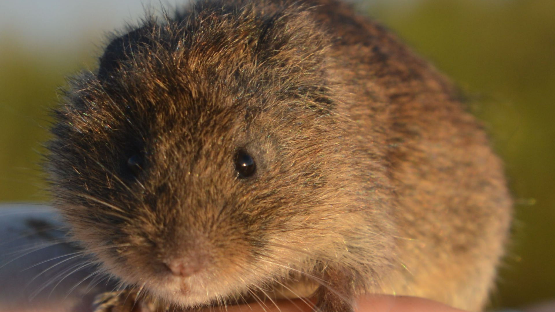 5 hectare land voor dit kleine muisje is geen overbodige luxe