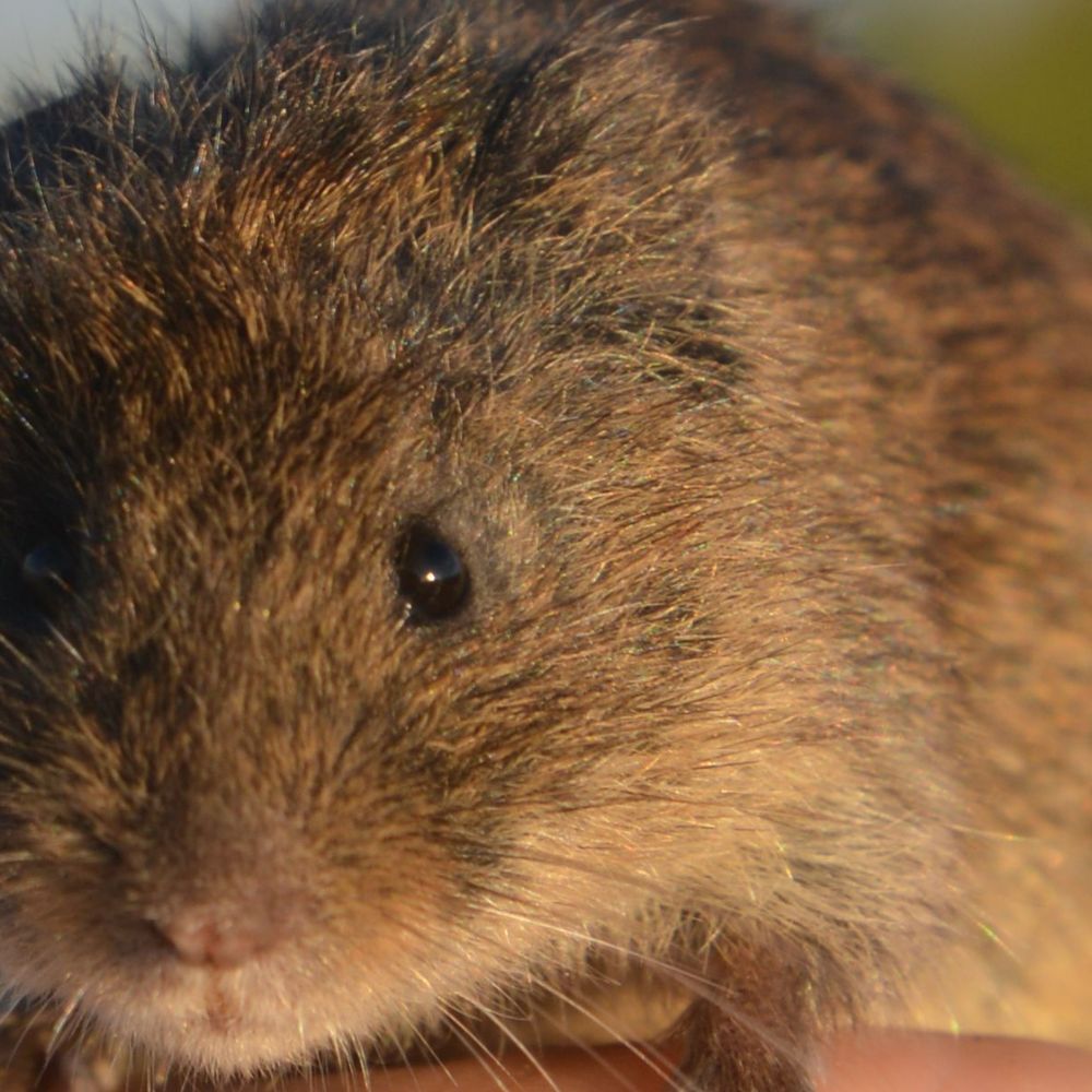 5 hectare land voor dit kleine muisje is geen overbodige luxe RTV Utrecht