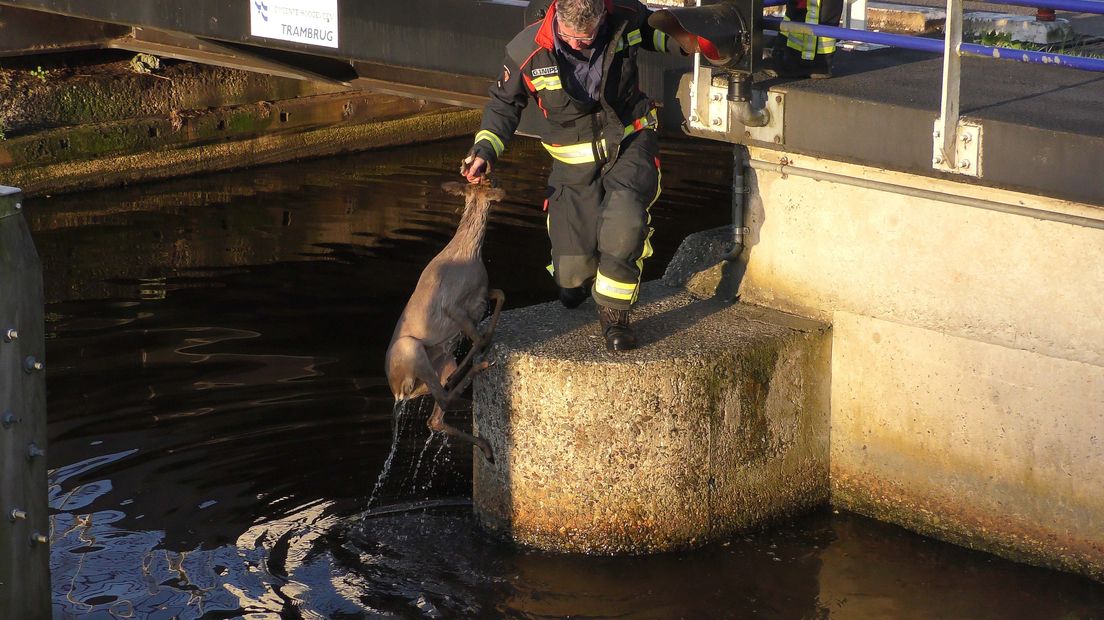 De brandweer haalt de ree uit het water (Rechten: persbureau Meter)