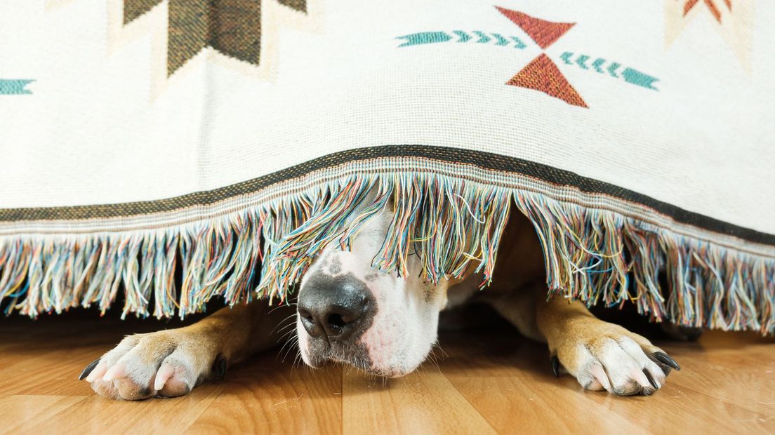 Veel honden kruipen het liefst weg als ze vuurwerk horen.