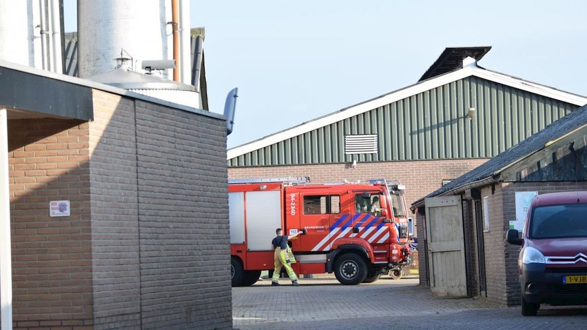 Brandweer redt koe uit mestkelder op boerderij in Rheezerveen