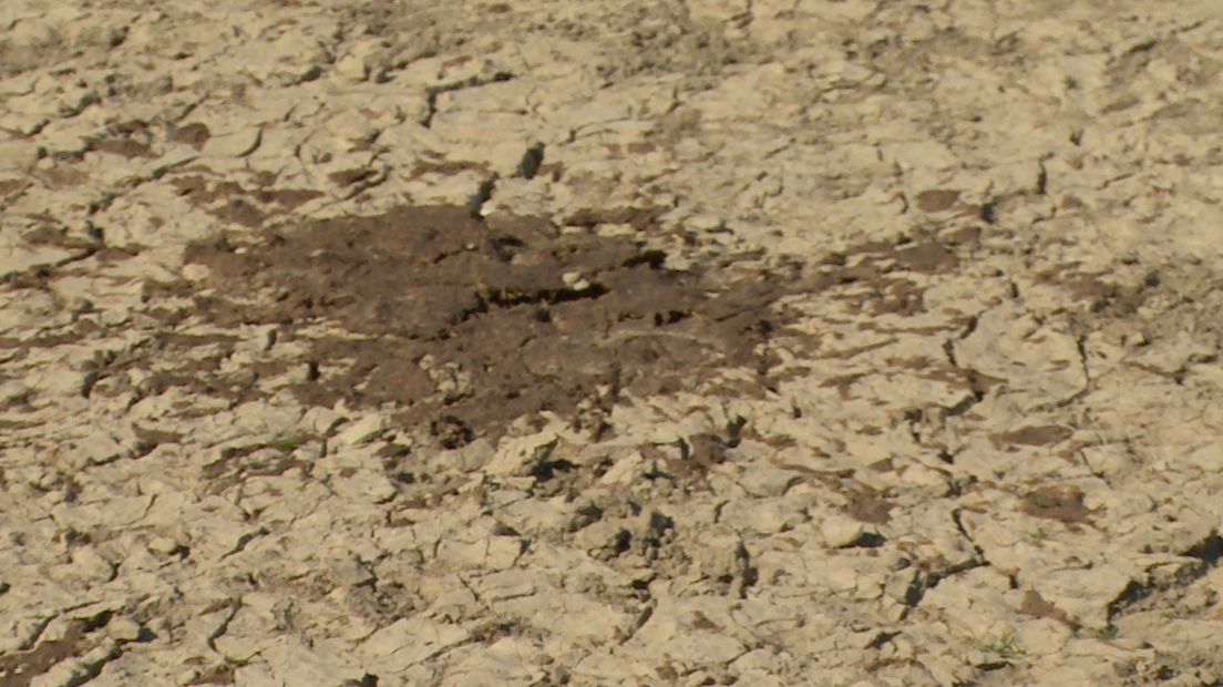 Weidevogels in de problemen door droogte