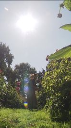 Pluktuin nog in volle bloei
