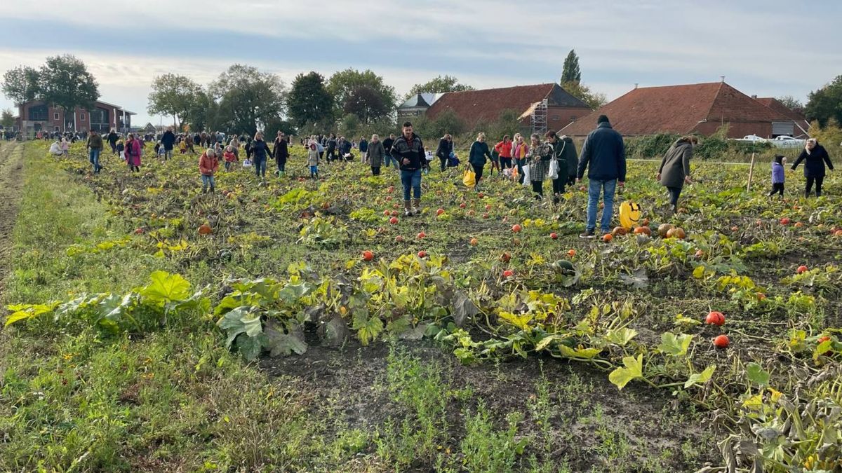 Honderden mensen bij pompoen plukdagen in Oostwold: 'Echt een gezellig festival'