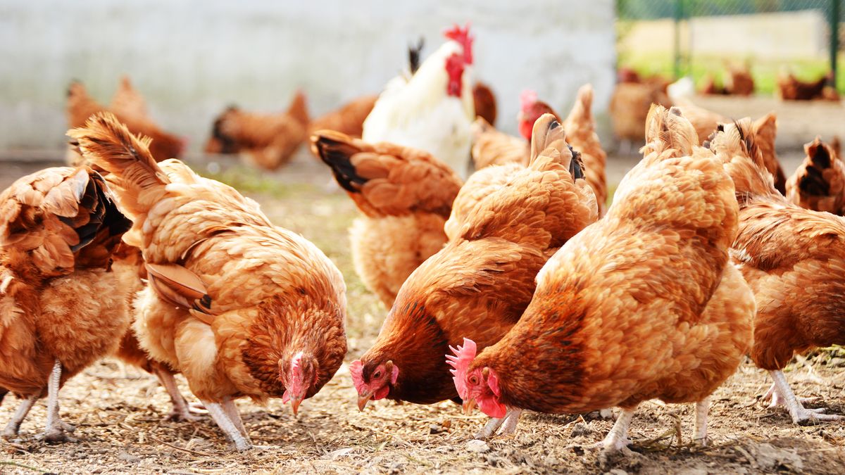 Kippenhouder verzet zich tegen nieuwe wijk in Den Ham: 