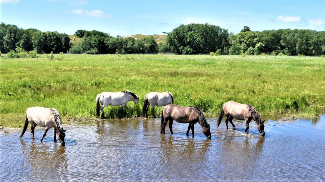 De Konikpaarden doen zich te goed aan het water