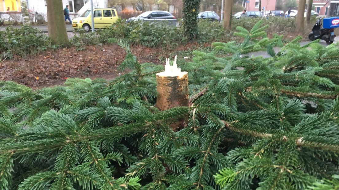 De oorspronkelijke boom die was afgezaagd.
