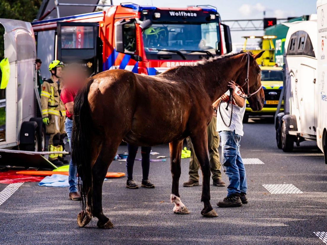 Het paard heeft het overleefd.