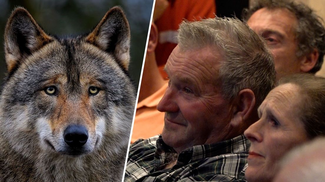 Grote drukte tijdens de voorlichtingsavond over de wolf