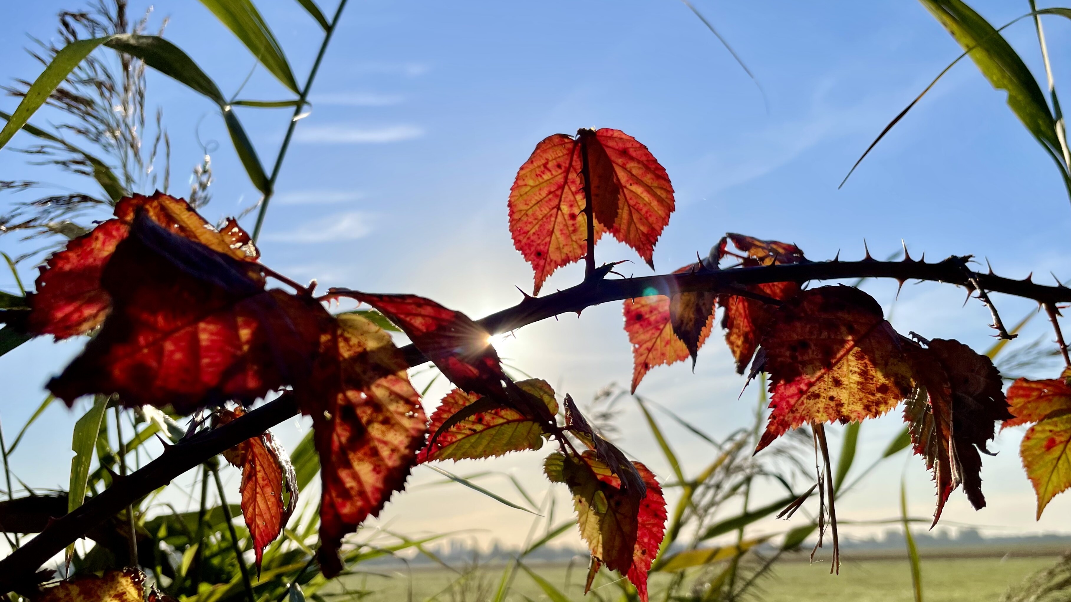 Herfstkleuren en zon