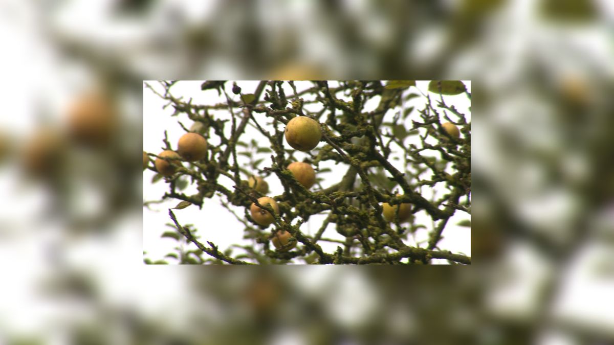 It Griene Nêst houdt op met het kenniscentrum