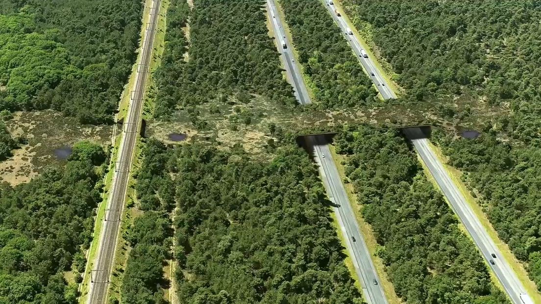 Goed nieuws voor mens en natuur: de faunapassage Kootwijkerzand is vrijdag geopend. Dat betekent dat dieren veilig onder het spoor tussen Amersfoort en Apeldoorn kunnen en over de snelweg A1. Op het spoor zijn jaarlijks meerdere aanrijdingen met wild.