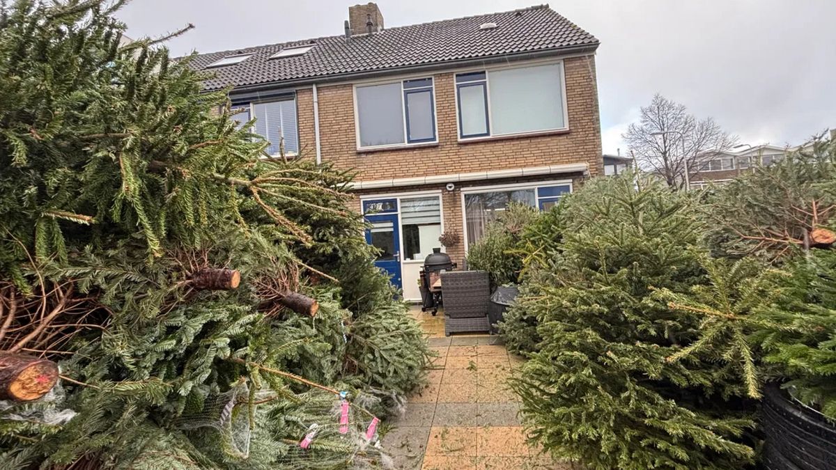 Vince heeft ruim 200 kerstbomen in achtertuin voor het goede doel: 'Voor kinderen met kanker'
