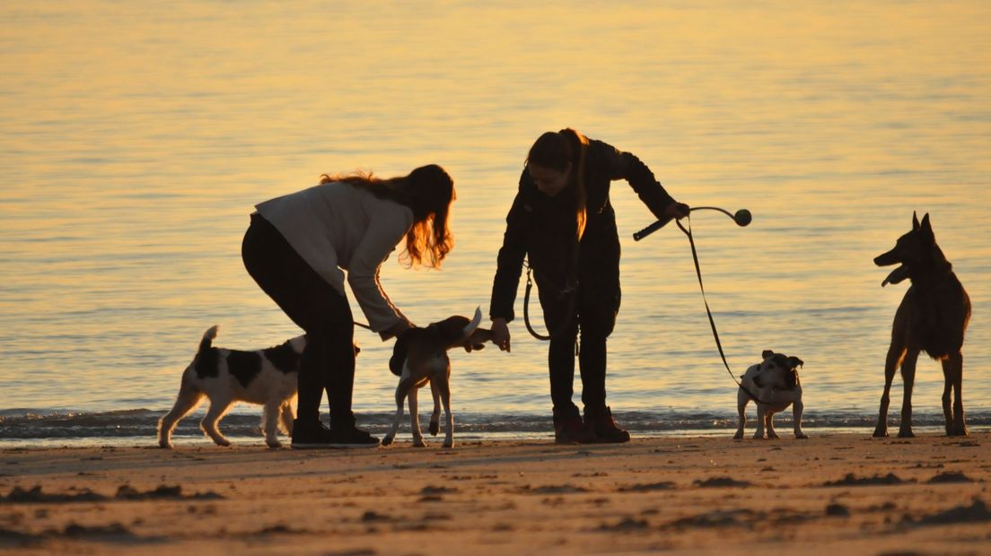 Mag de hond nou wel of niet op het strand?