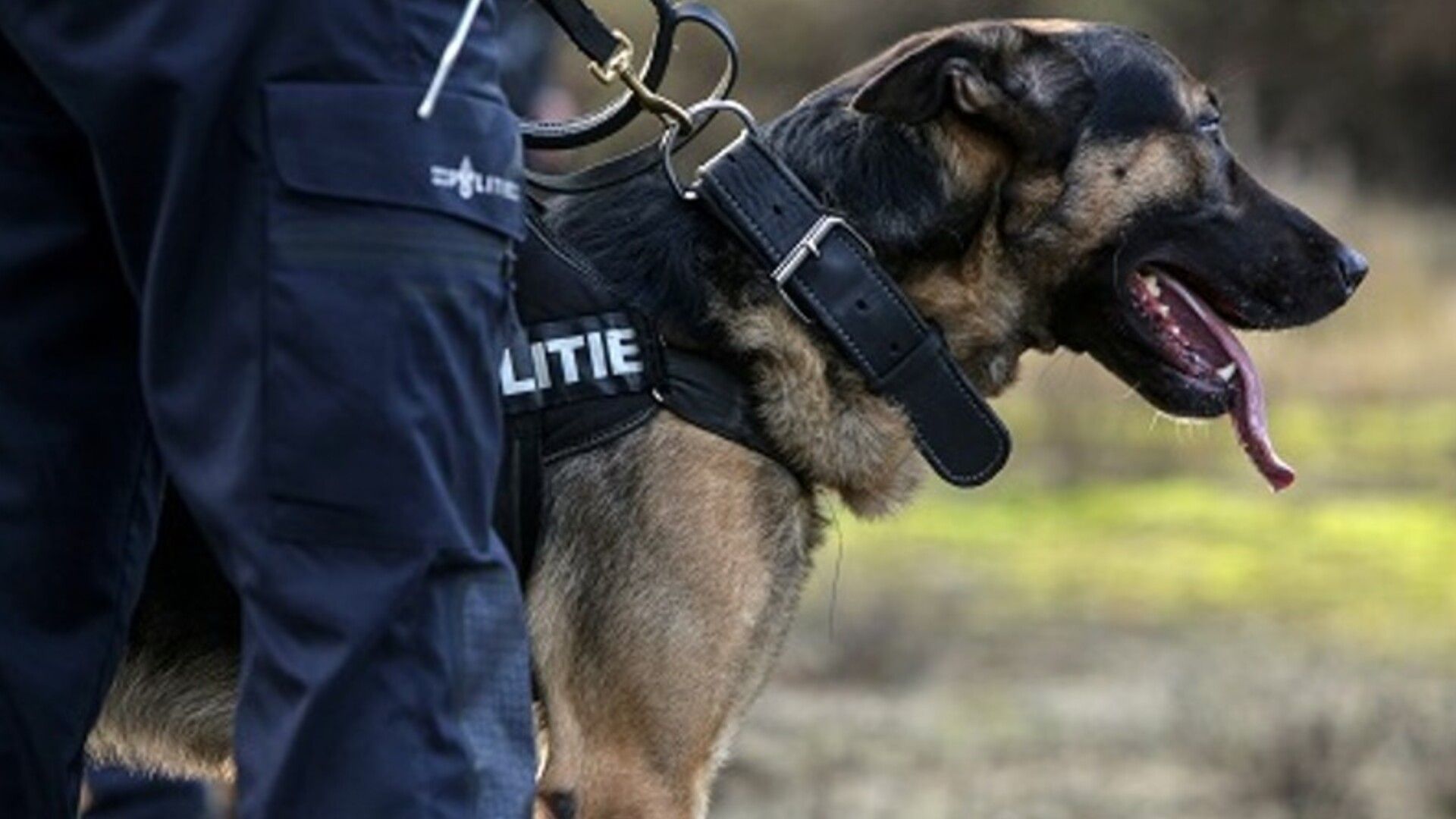 Inbreker Verwondt Politiehond En Agenten Met Schaar - Omroep Zeeland