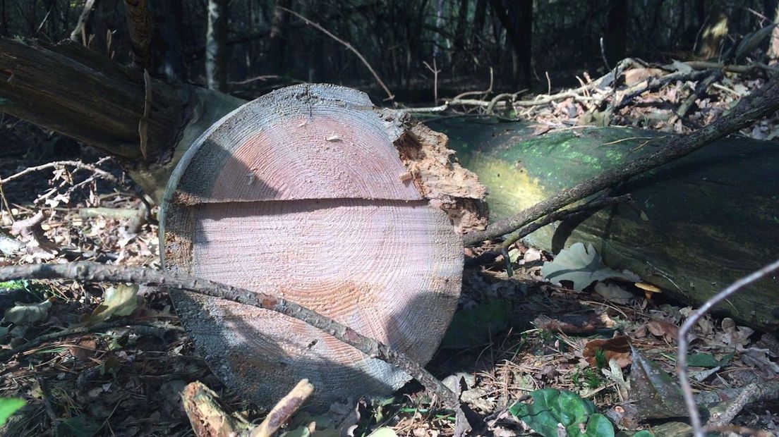 Een van de gekapte bomen in Haarle