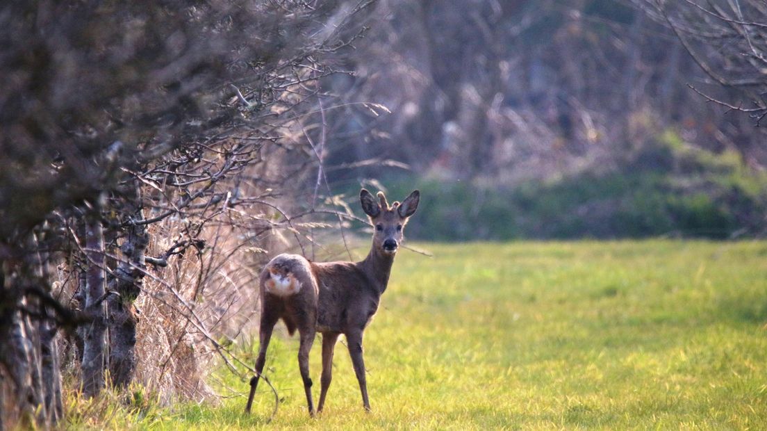 Ree kijkt geschrokken om in een boomgaard in Renesse