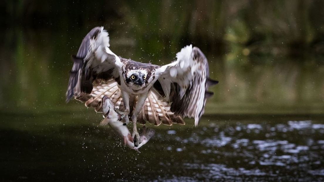 Op de Noord-Veluwe zit volgens Sovon een paartje visarenden.