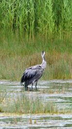 Fris bad voor kraanvogel