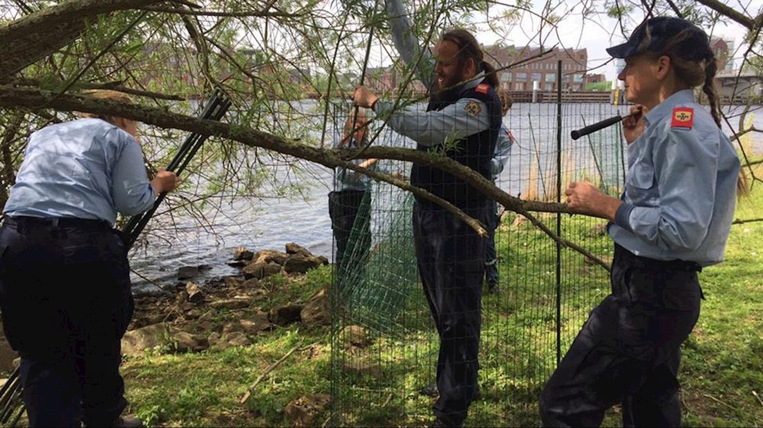Ganzen rondom Blaloweg worden gevangen