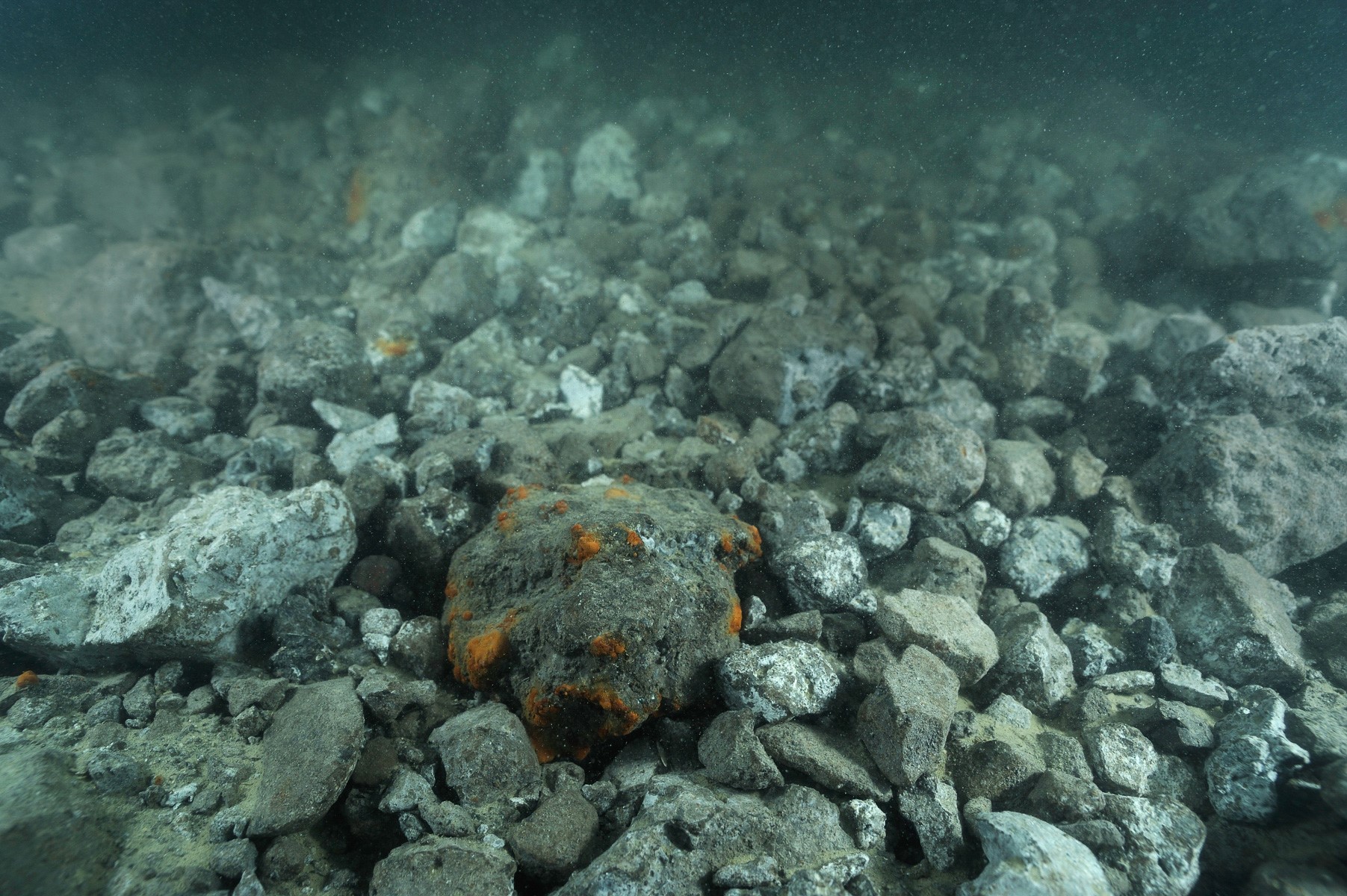 Discussie over staalslakken laait op: Zeeland wil verbod, ministerie niet
