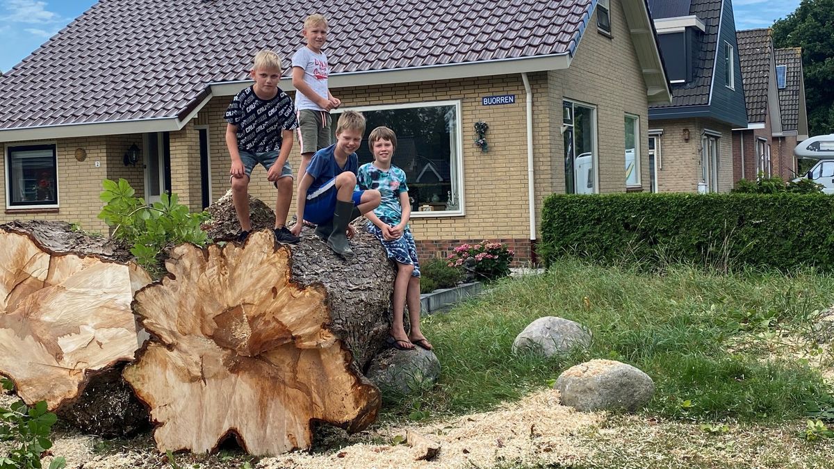 Iconische kastanjeboom in Oudega (Sm.) gekapt: 