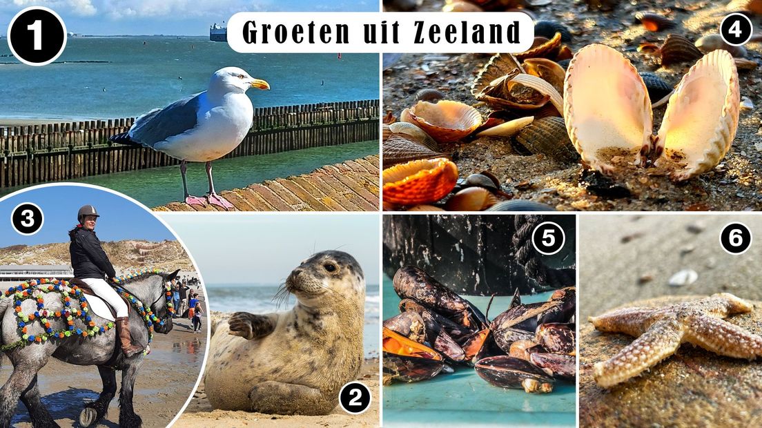 Dieren op Zeeuwse ansichtkaarten