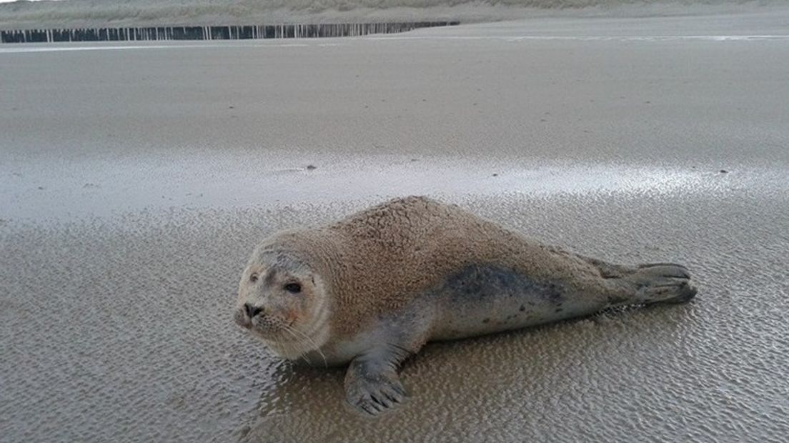 Zieke zeehond op het strand