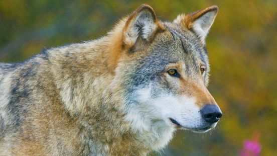 Veluwe belangrijkste hotspot voor wolvenstroperij, instanties terughoudend