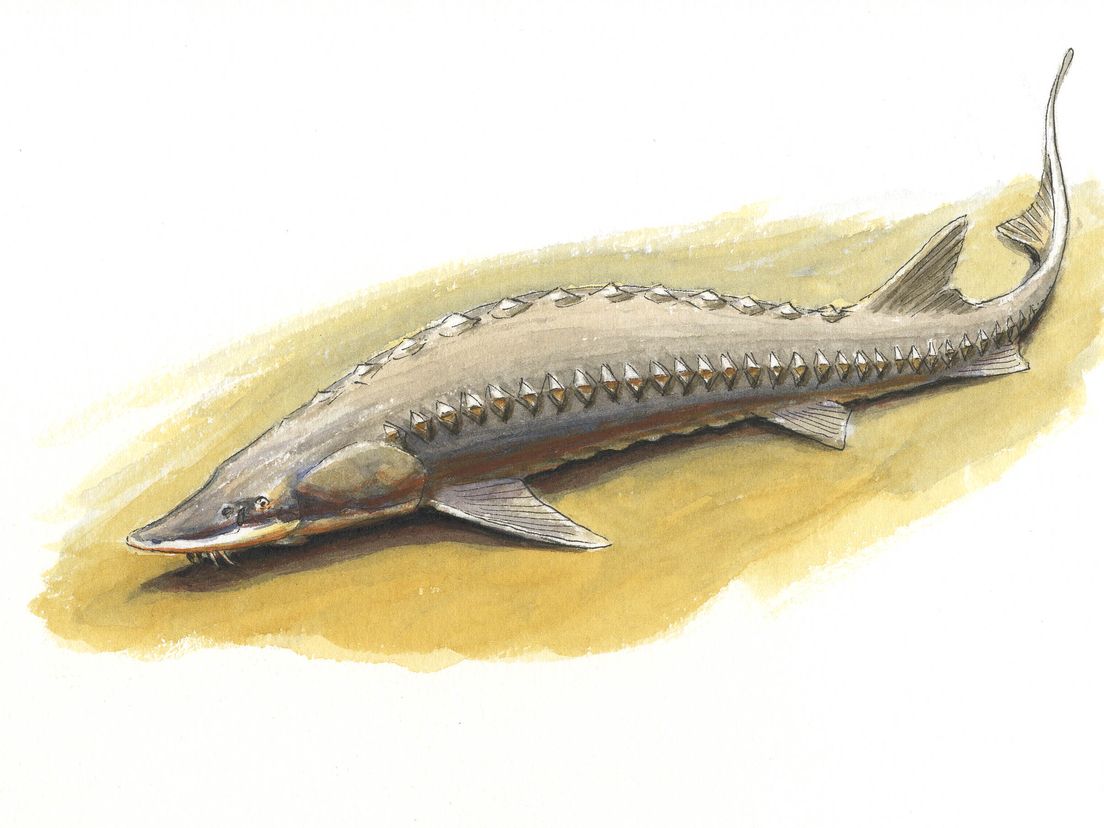 steurark