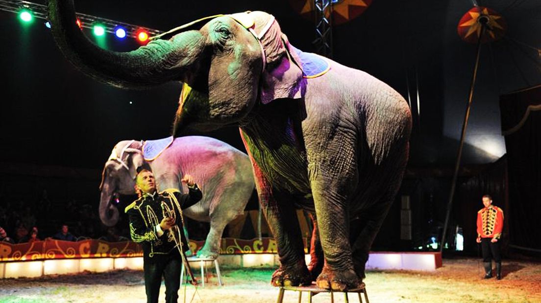 Een voorstelling van Circus Renz Berlin in 2011