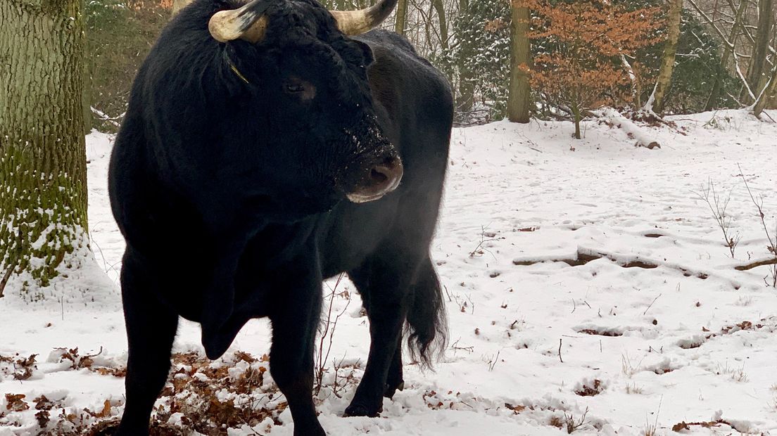 Terwijl de Hollandse rood- en zwartbonte koeien alweer maanden op stal staan, blijven de Spaanse runderen ook in winterse omstandigheden buiten. Van de kou hebben de dieren weinig last. Het is een van de redenen waarom deze met uitsterven bedreigde grazers het zo goed doen in de Veluwse natuur.