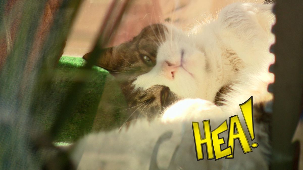 Poes Gappie is de publiekstrekker van Lemmer