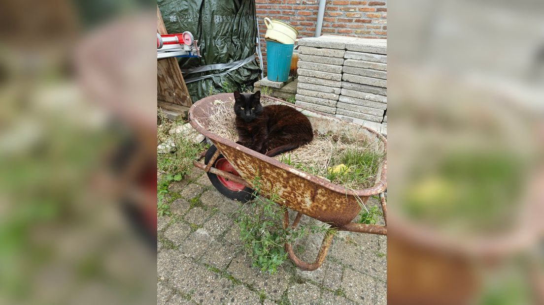 Kat Boes Boelie (mochten de bern útsykje) fan baaske Yonie Woudwijk