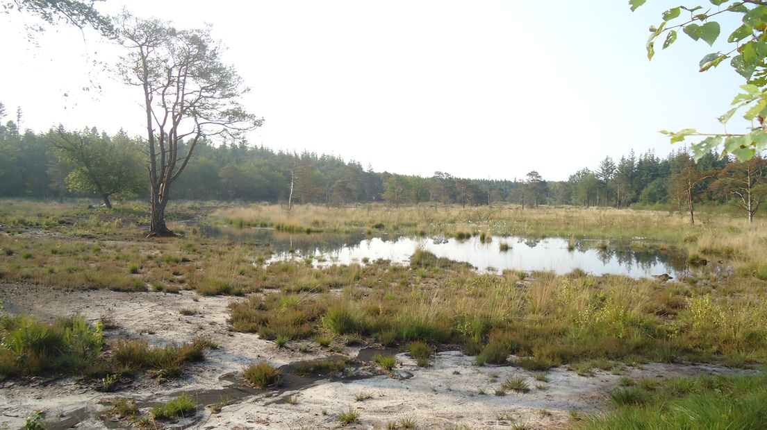 Behalve bos liggen er ook veentjes en vennetjes in Landgoed Bosschoord (Rechten: Maatschappij van Weldadigheid)