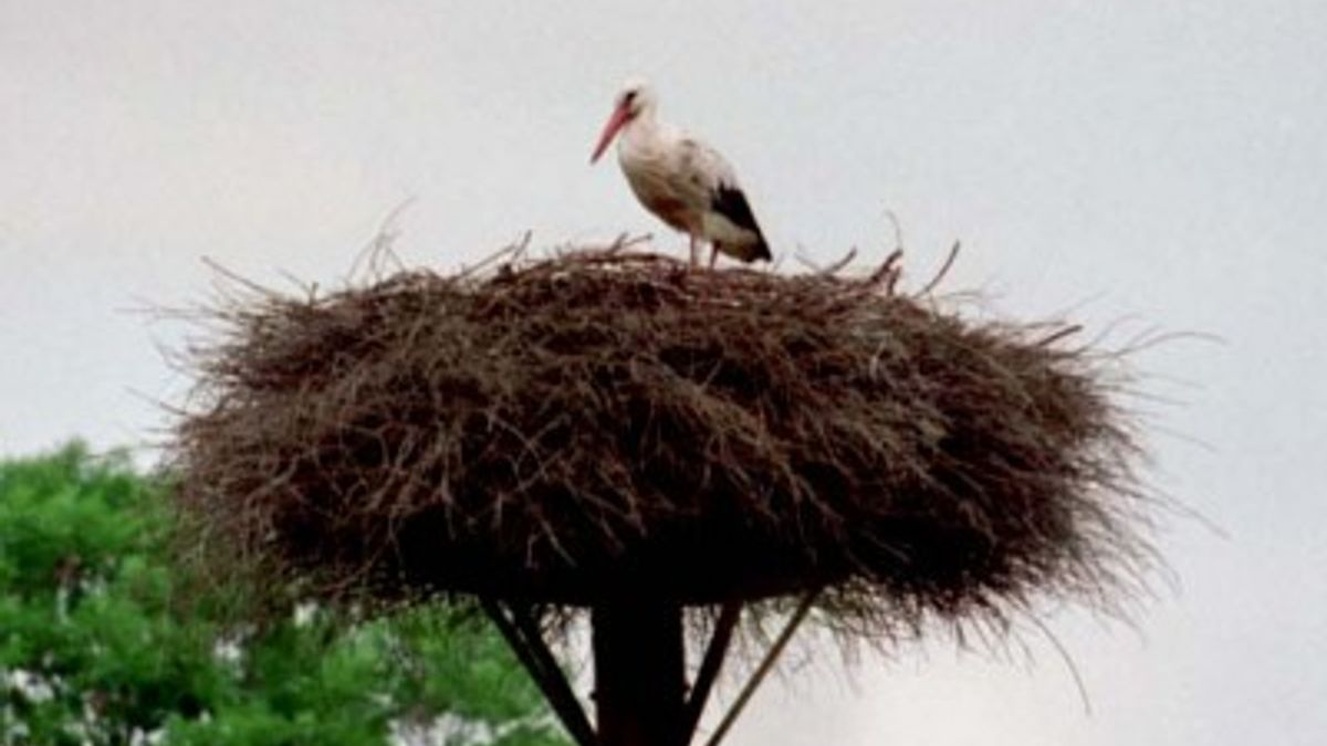 Ooievaarsnest weer terug in Frederiksoord