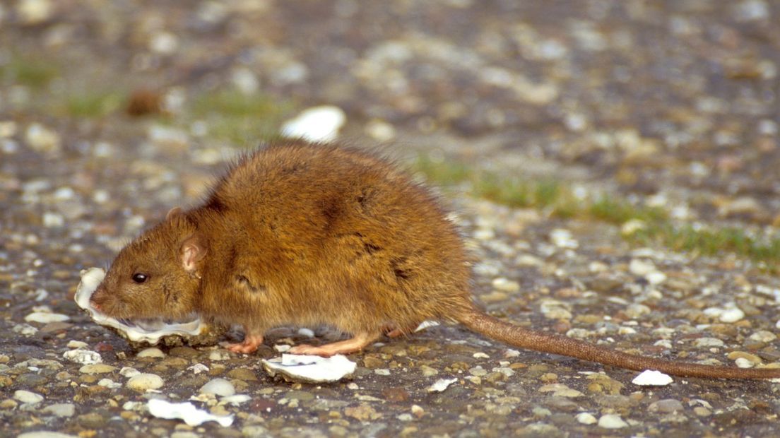 De bruine rat (rattus norvegicus) (Rechten: Saxifraga - Peter Meininger)