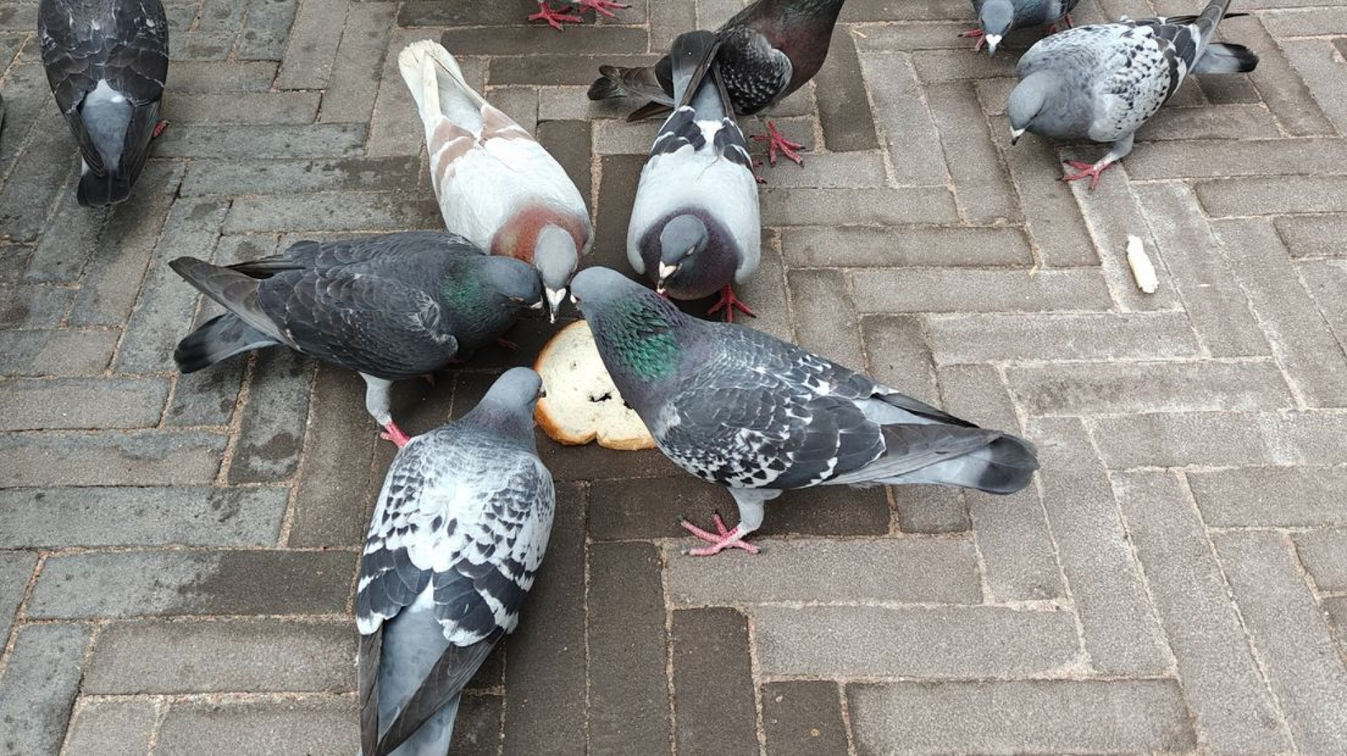 Vogels brood voeren is niet gewenst