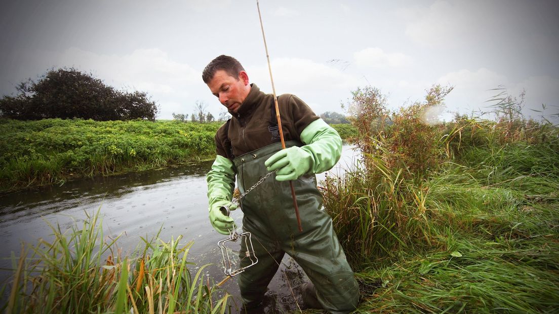 Muskusratten minder aanwezig in Mastenbroekpolder