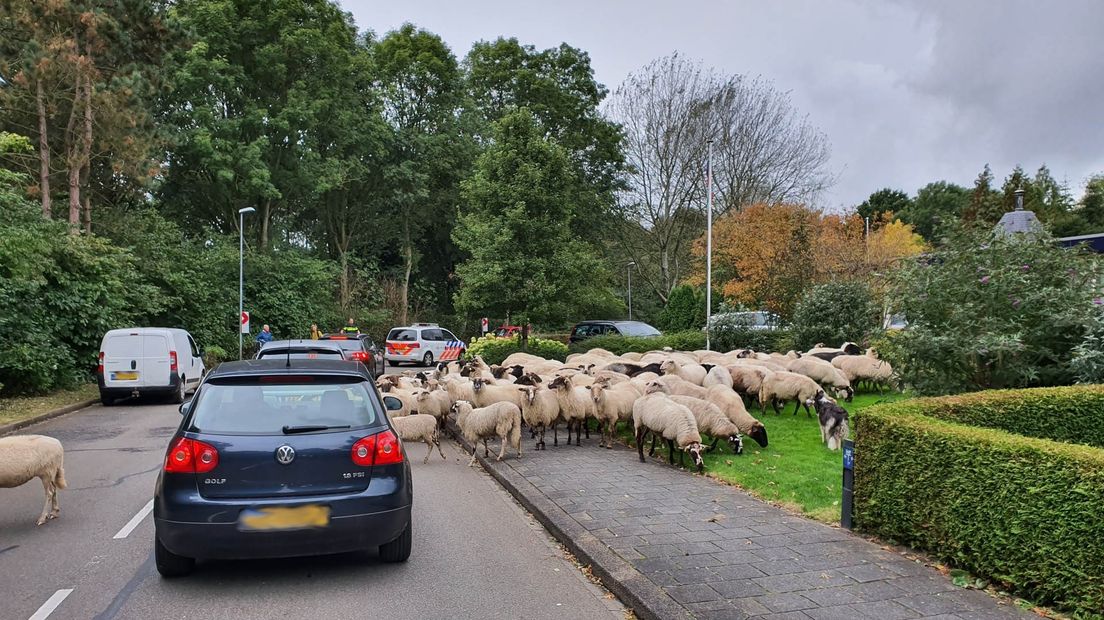 De schapen bezetten een deel van de weg en een grasveld, terwijl agenten orde proberen te scheppen.