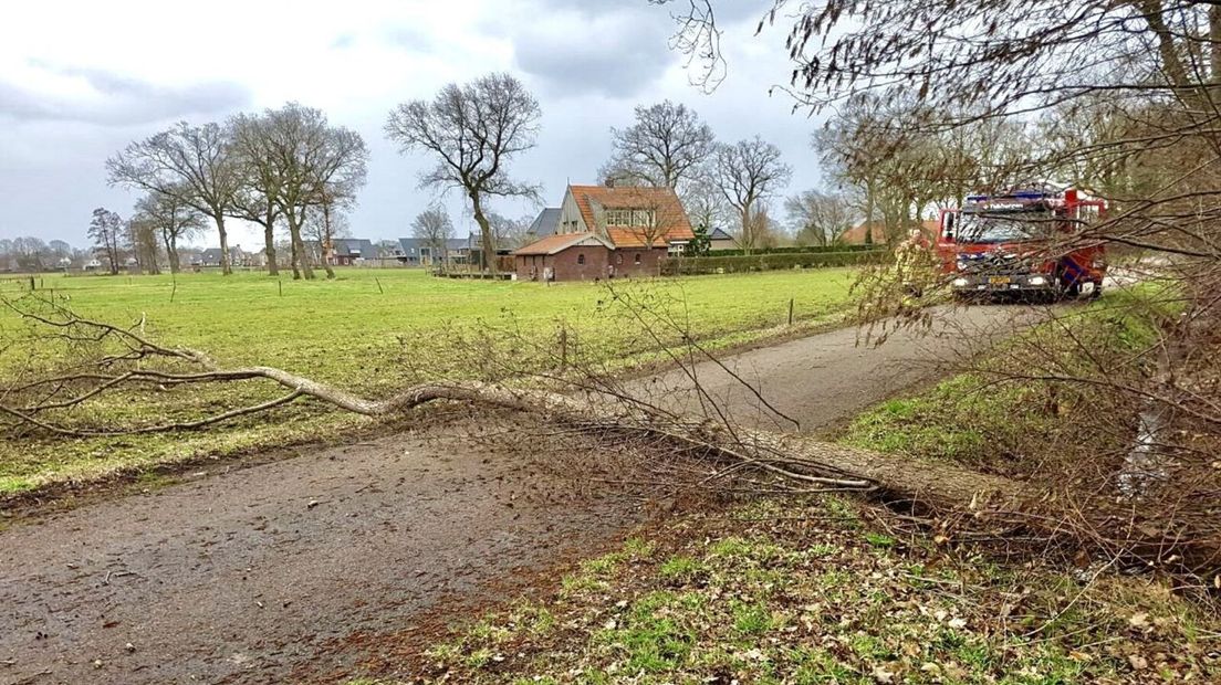 Boom over de Slagenweg in Harbrinkhoek