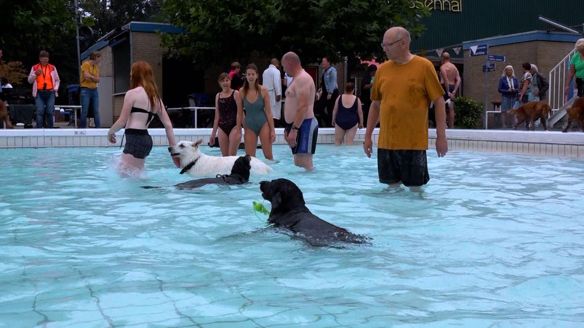 Traditionele hondenplons stopt in dit bad: 'Zwem maar met je hond in de Oude IJssel'